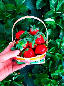 Basket Of Red Strawberries photo