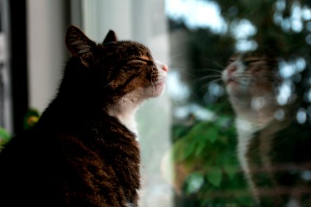 Selective Focus Photography Of Brown Tabby Kitten Standing Against Glass Window photo