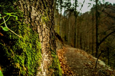 Brown Tree Bark Covered With Green Algae photo