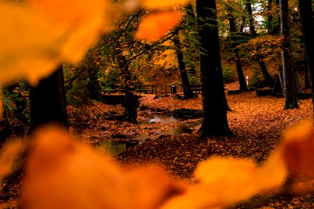 Shallow Focus Photo Of Brown Dried Leaves photo