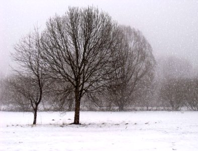 Brown Trees Covered With Snow photo