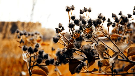 Orange Leafed Plant In Shallow Focus Photography