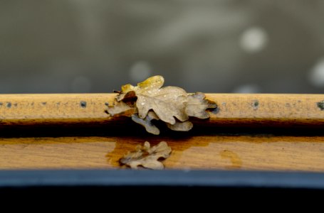 Macro Photography Fauna Insect Wood