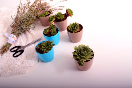 Plant Flowerpot Houseplant Cactus photo