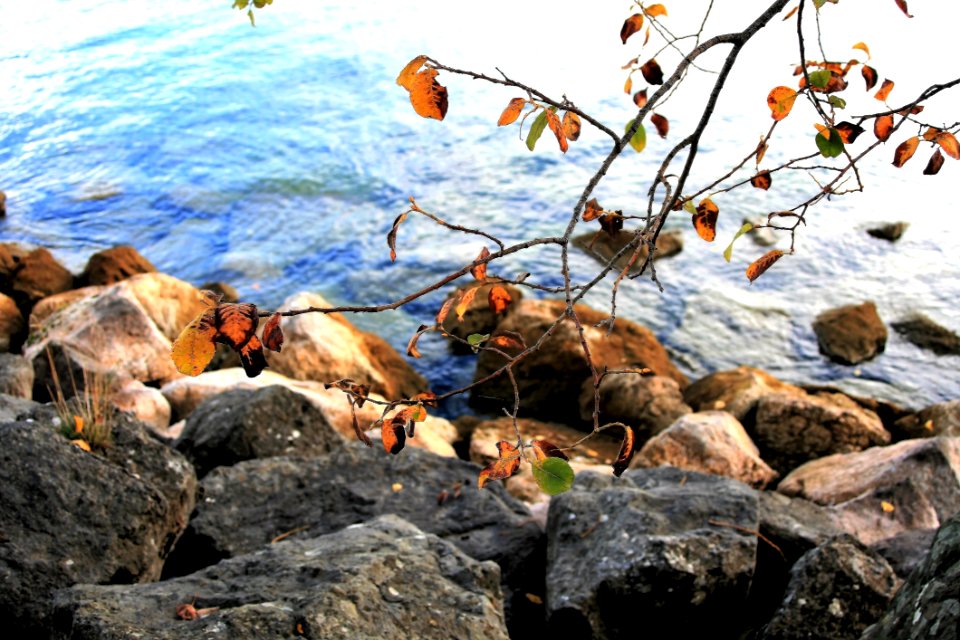 Rock Water Fauna Wildlife