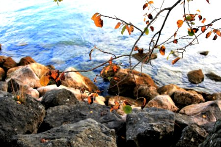 Rock Water Fauna Wildlife