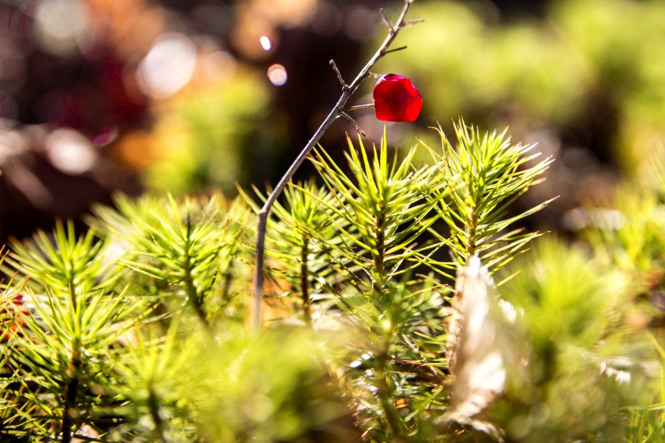 Leaf Branch Tree Pine Family