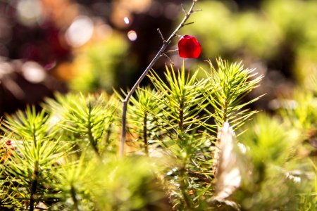 Leaf Branch Tree Pine Family