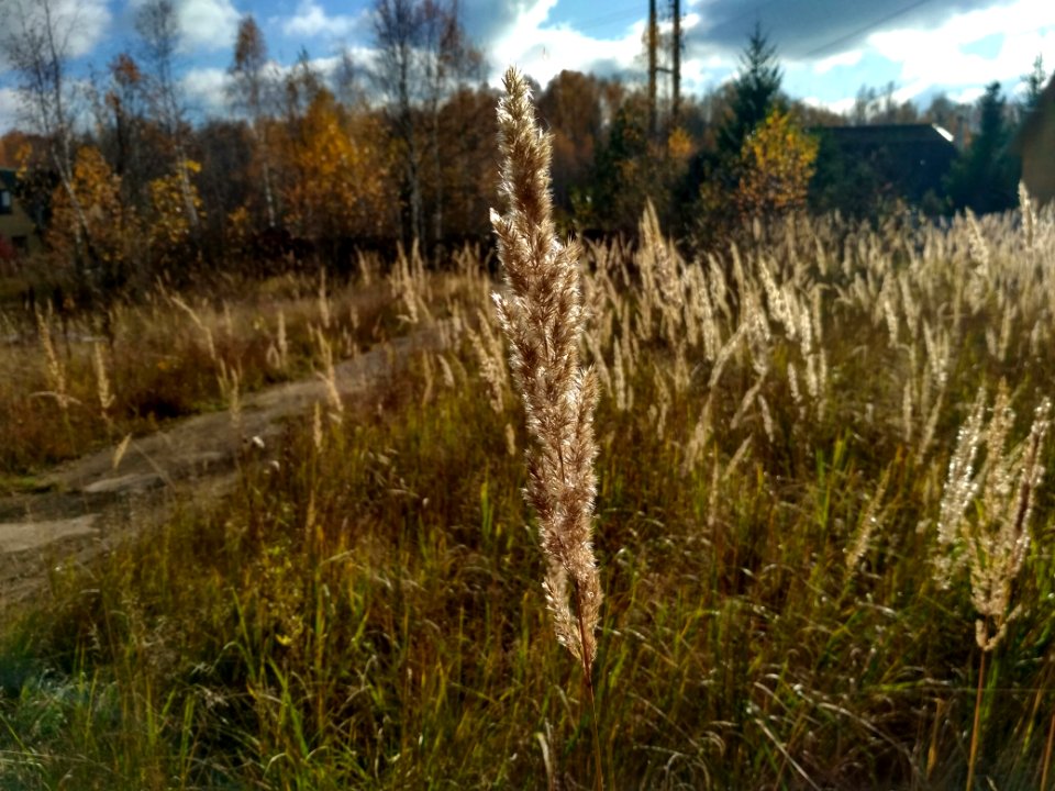 Ecosystem Grass Family Grass Plant
