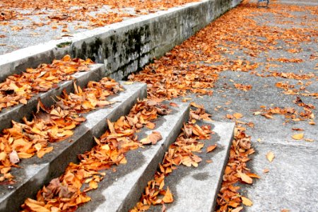 Autumn Deciduous