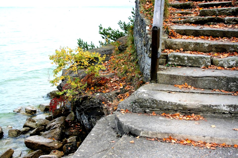 Water Leaf Shore Wood