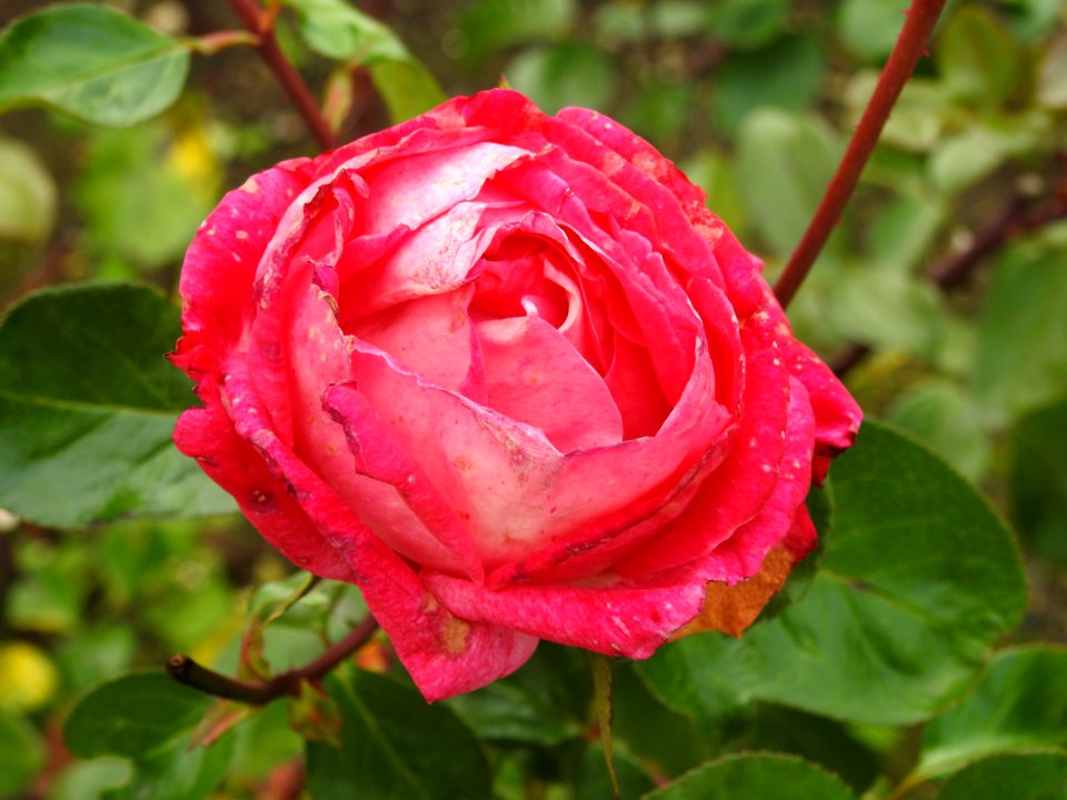 Rose Flower Rose Family Garden Roses