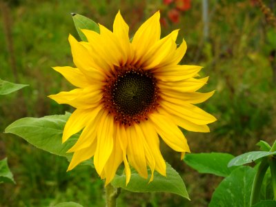 Flower Sunflower Yellow Plant photo