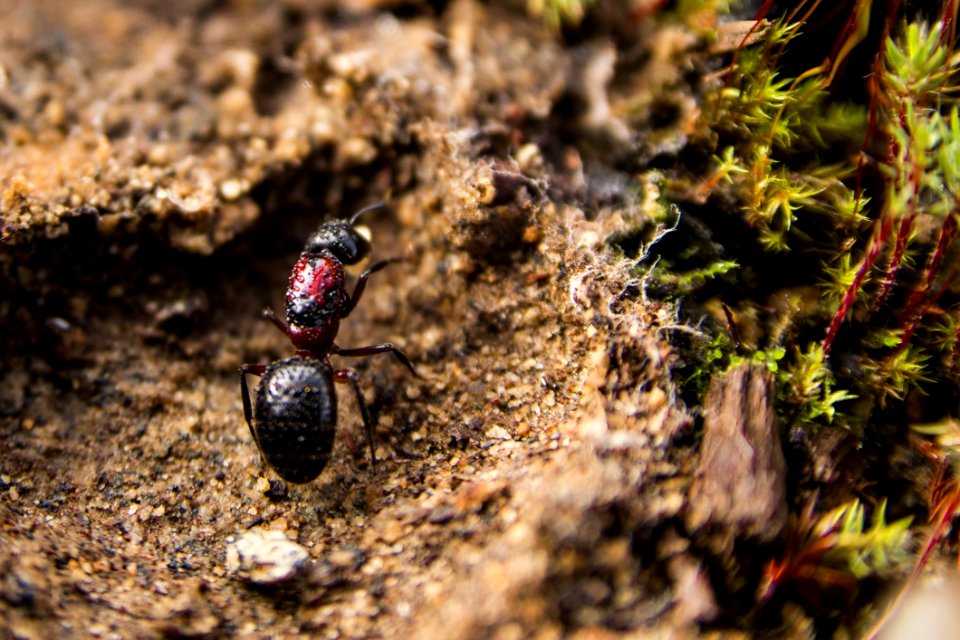 Insect Fauna Macro Photography Close Up
