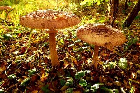 Mushroom Fungus Penny Bun Edible Mushroom photo