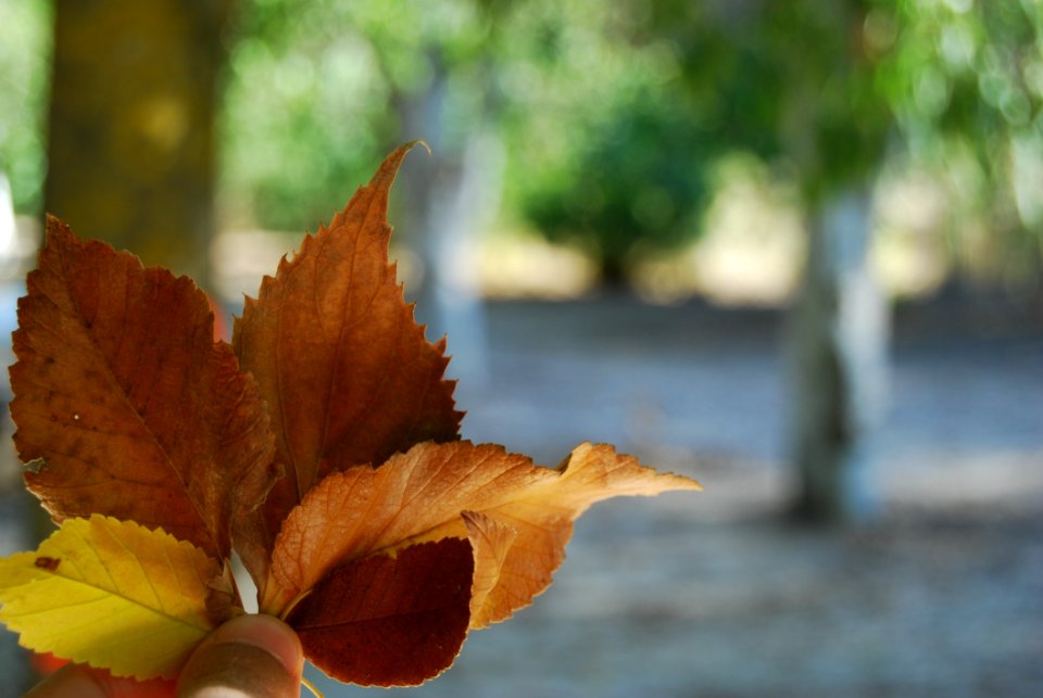 Leaf Autumn Deciduous Close Up