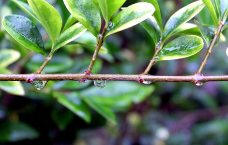 Plant Leaf Branch Plant Stem photo