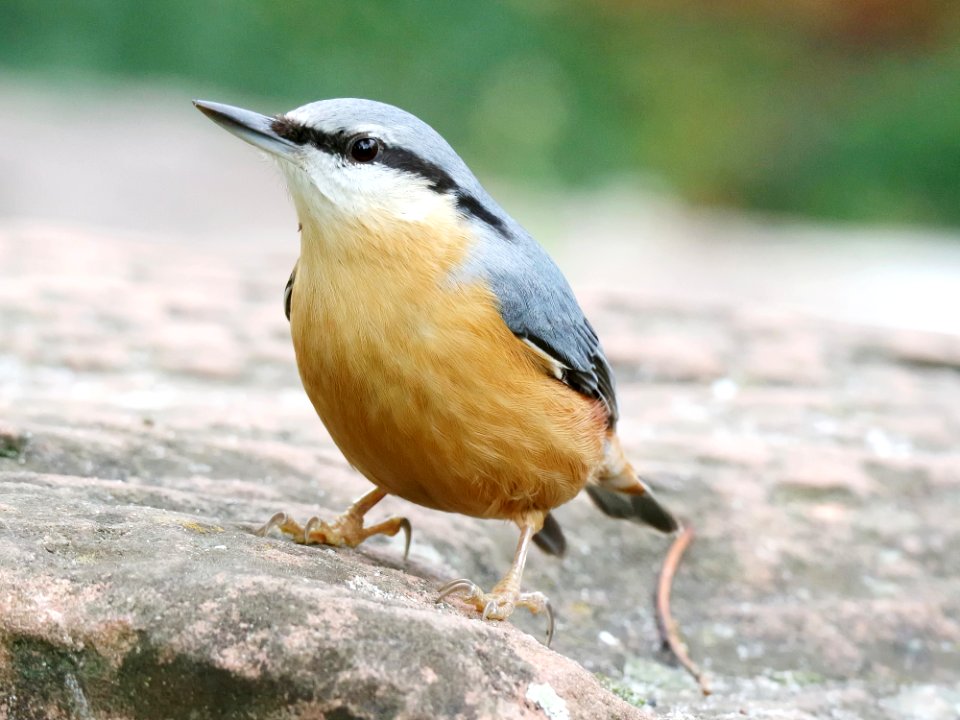 Bird Fauna Beak Wildlife