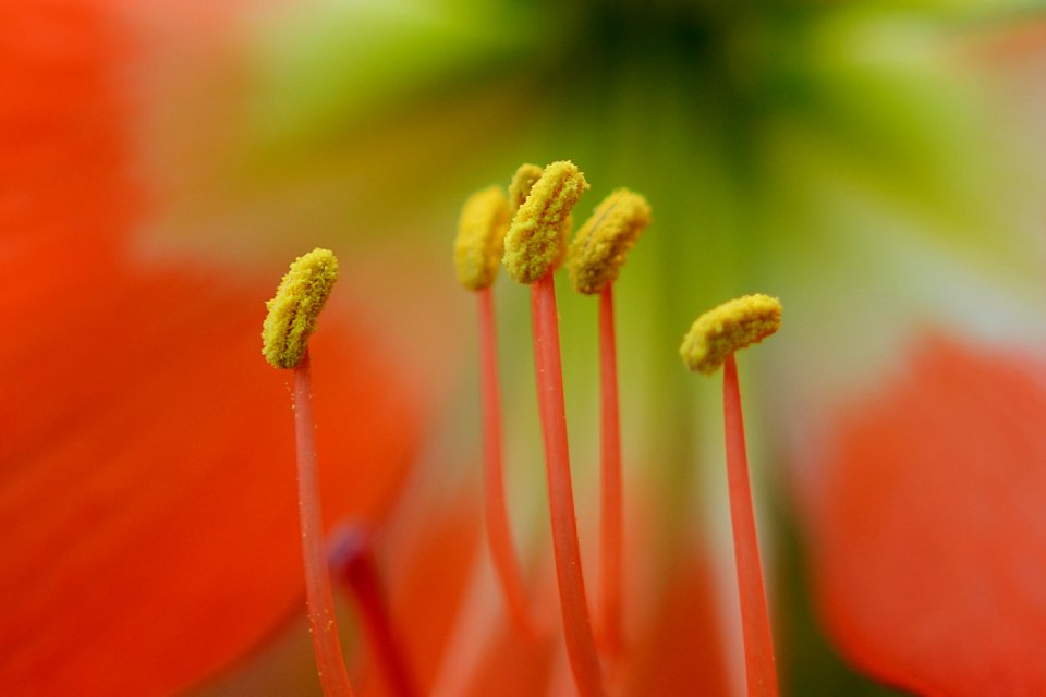 Flower Macro Photography Close Up Flora