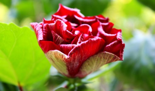 Flower Plant Garden Roses Rose Family photo