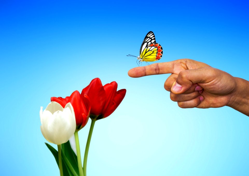 Flower Moths And Butterflies Butterfly Insect