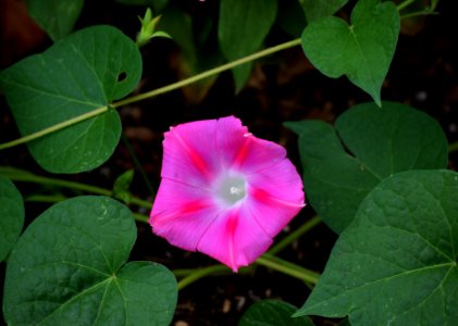 Plant Flower Flora Morning Glory Family