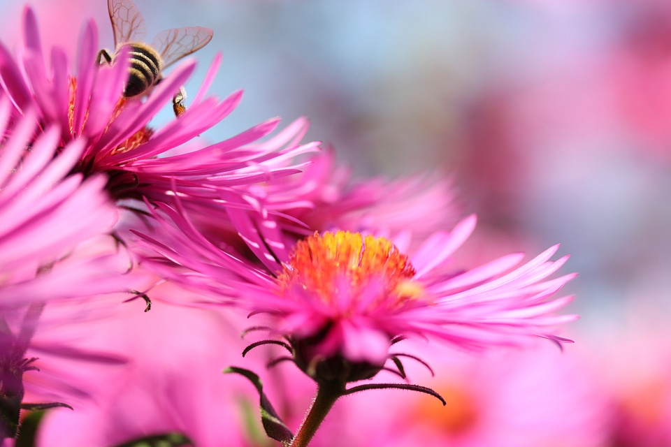 Macro close up bee photo