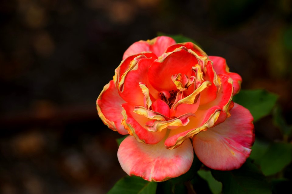 Flower Flora Plant Rose Family