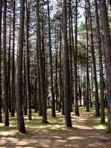 Tree Ecosystem Woodland Grove photo