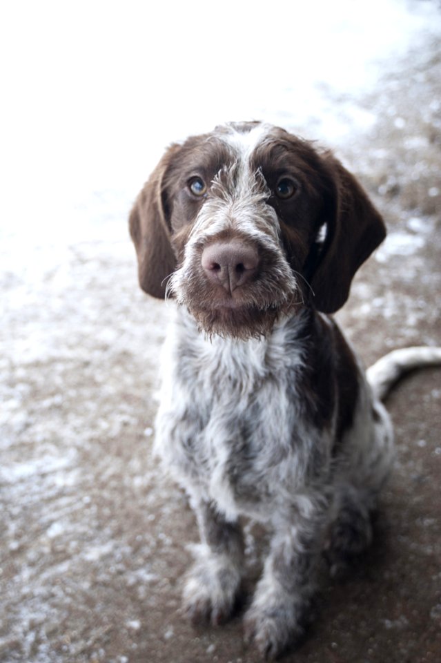 Dog Dog Breed Dog Like Mammal Old Danish Pointer