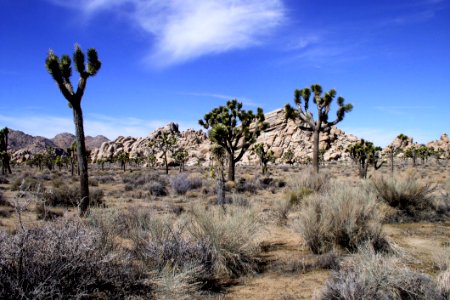 Vegetation Ecosystem Shrubland Sky photo