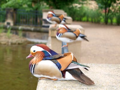 Duck Bird Vertebrate Water Bird
