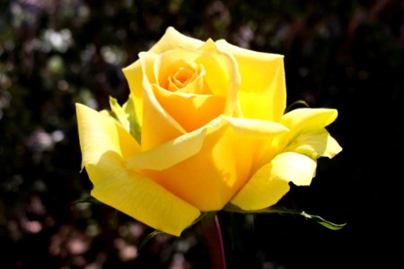 Rose Flower Rose Family Yellow