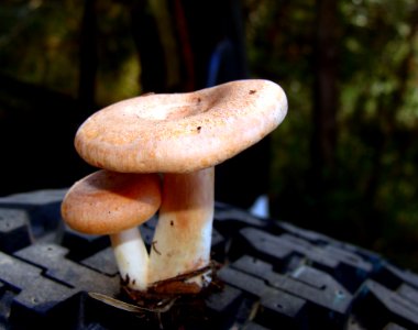 Mushroom Fungus Edible Mushroom Agaricomycetes photo