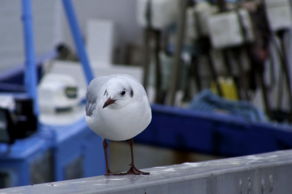Bird Beak Seabird Charadriiformes