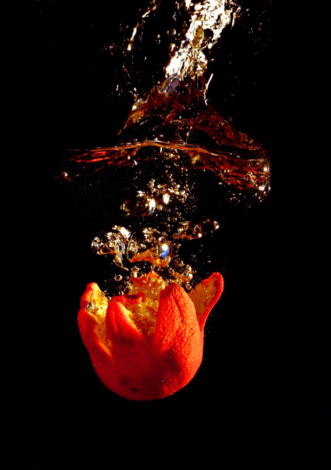 Still Life Photography Organism Christmas Decoration Macro Photography