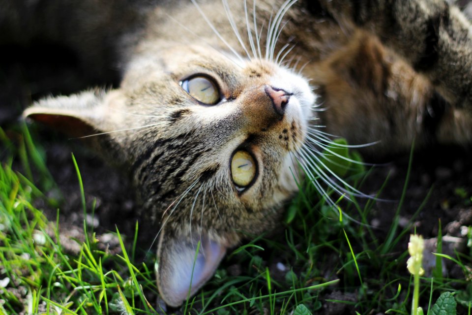 Cat Whiskers Fauna Grass