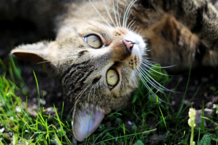 Cat Whiskers Fauna Grass photo
