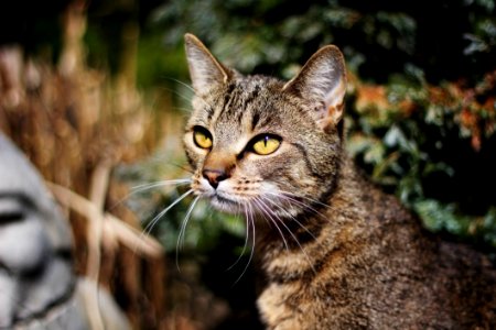Cat Whiskers Mammal Fauna