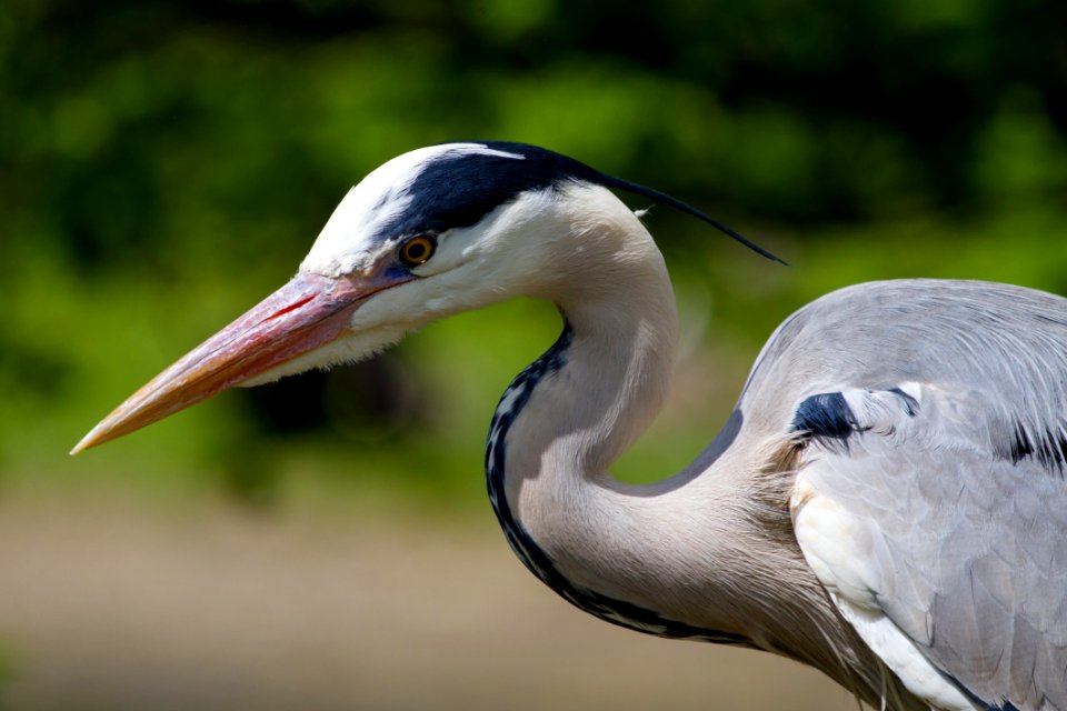 Bird Beak Fauna Close Up