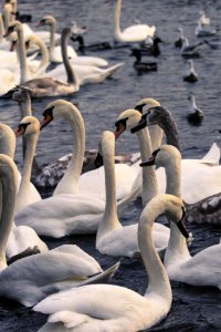 Swan Water Bird Water Ducks Geese And Swans