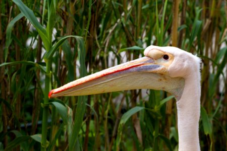 Beak Bird Fauna Pelican