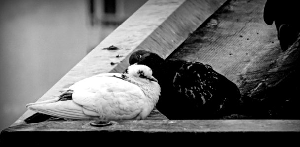 White Black Photograph Black And White
