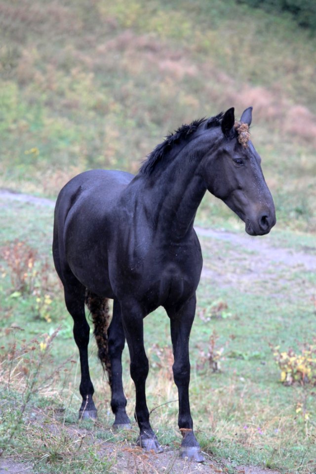Horse Mare Stallion Mane