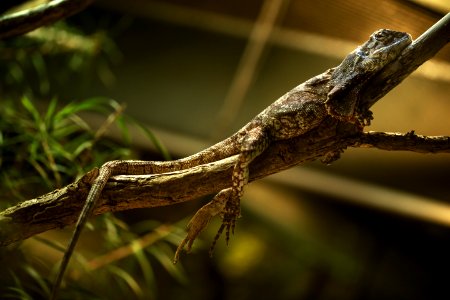 Reptile Fauna Lizard Scaled Reptile