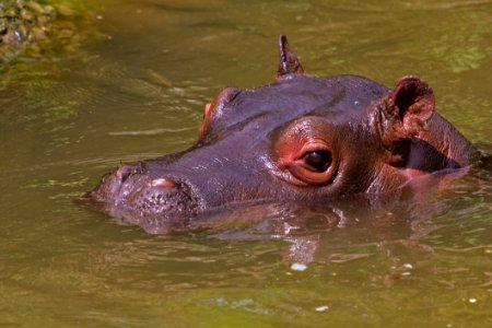 Hippopotamus Fauna Wildlife Mammal