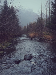 Landscape water forest