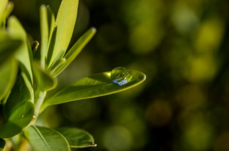 Water Vegetation Leaf Close Up photo