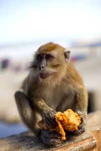 Mammal Macaque Fauna Primate photo