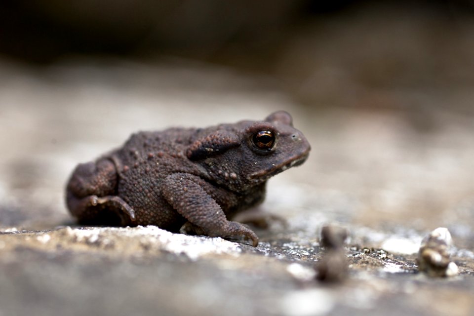 Toad Amphibian Terrestrial Animal Frog